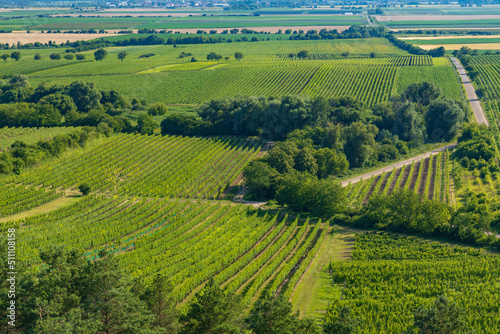 Vineyard near Velke Bilovice, Southern Moravia, Czech Republic