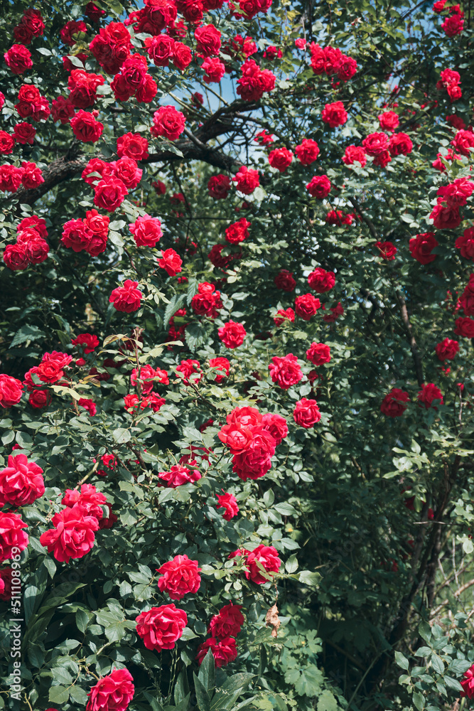 Large bush with roses many red roses.