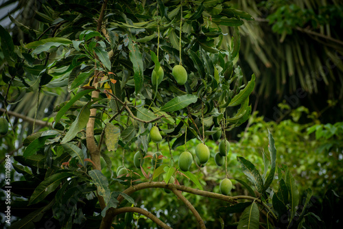 Portrait images of some green mangos on the tree in a garden with natural view backgrounds.