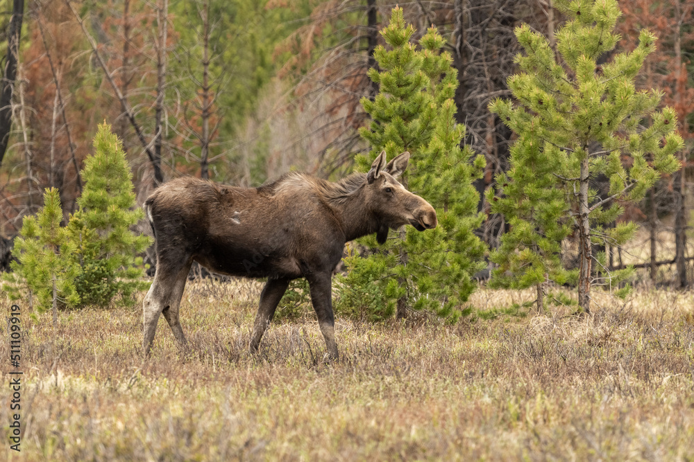 moose in forrest moose in forrest
