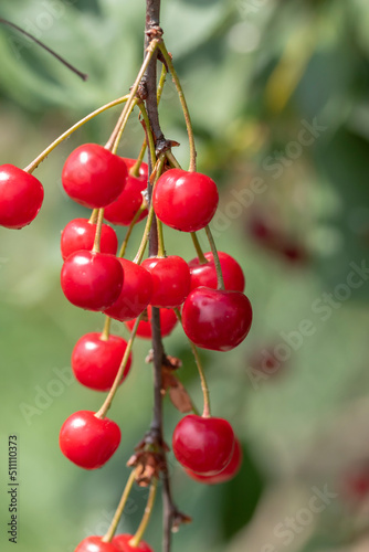 Close-up shot of delicious vibrant organic cherries hanging from the tree