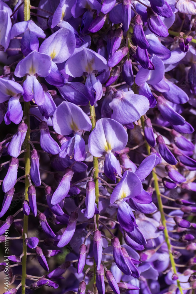 Lilac wisteria inflorescence close up Lilac wisteria inflorescence close up