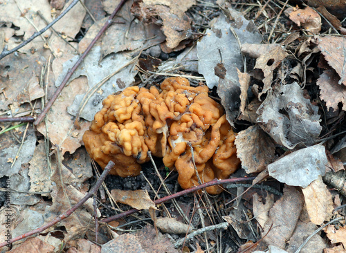 Spring mushroom morel Morchella among fallen last year s leaves close-up. Spring, March.  photo