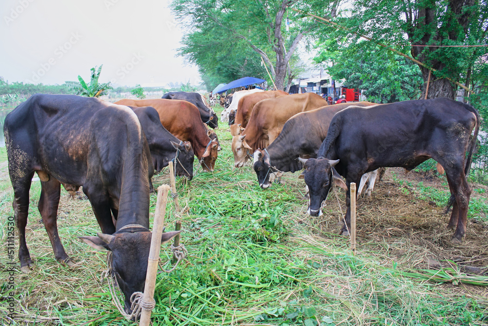 a herd of cows for sale for the Feast of Sacrifice or Eid al-Adha