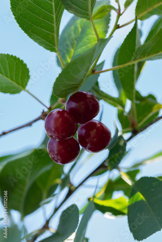 Close-up shot of delicious vibrant organic cherries hanging from the tree
