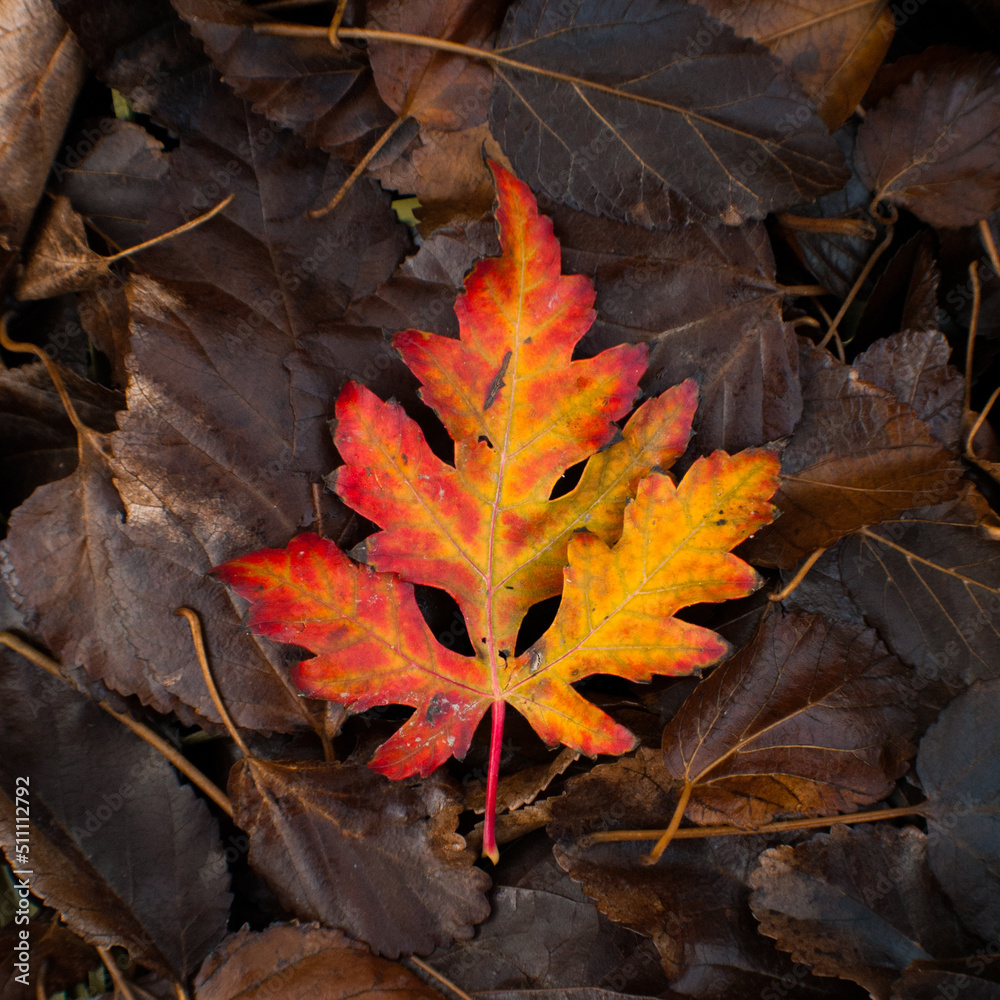 Fall Leaf