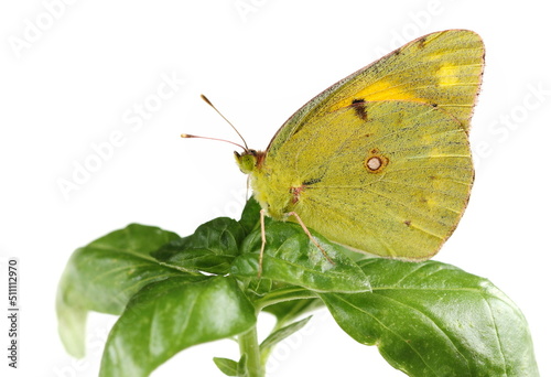 Clouded yellow butterfly, Colias croceus, isolated on white photo