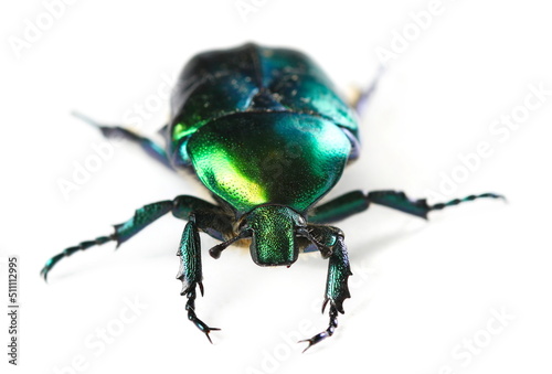 Scarab beetle, Protaetia metallica isolated on white, side view  © dule964
