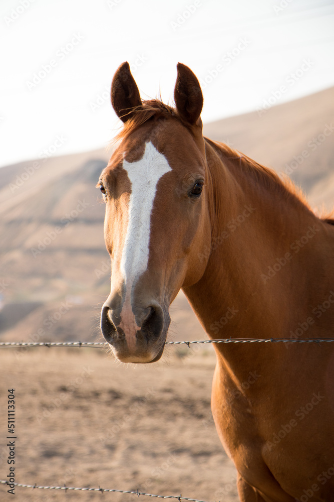 Naklejka premium horse in a field
