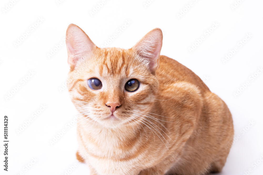 Red kitten on gray background portrait closeup