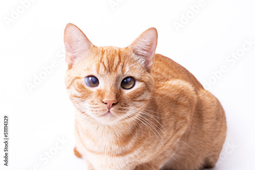 Red kitten on gray background portrait closeup