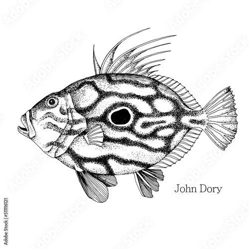 John Dory fish hand drawn realistic illustration
