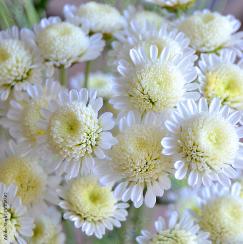 Bush of blooming chrysanthemums in the garden  Flower blooming background  Close up of white chrysanthemums in bloom in the garden  Chrysanthemum white flowers  natural autumn background.