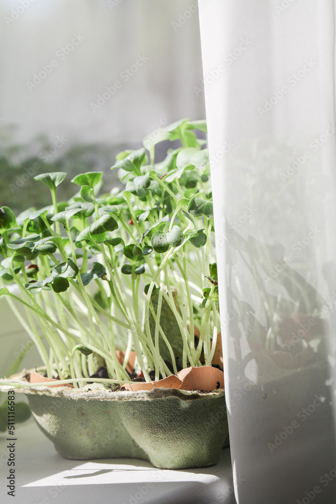 Garden on windowsill. healthy lifestyle, home gardening concept.microgreens grow in eggshells.zero waste. agrarian life in urban areas.selective focus