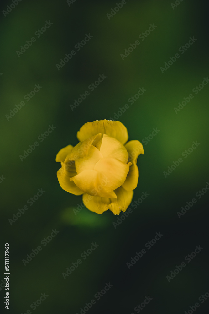 Macro shot yellow flower background Macro shot yellow flower background