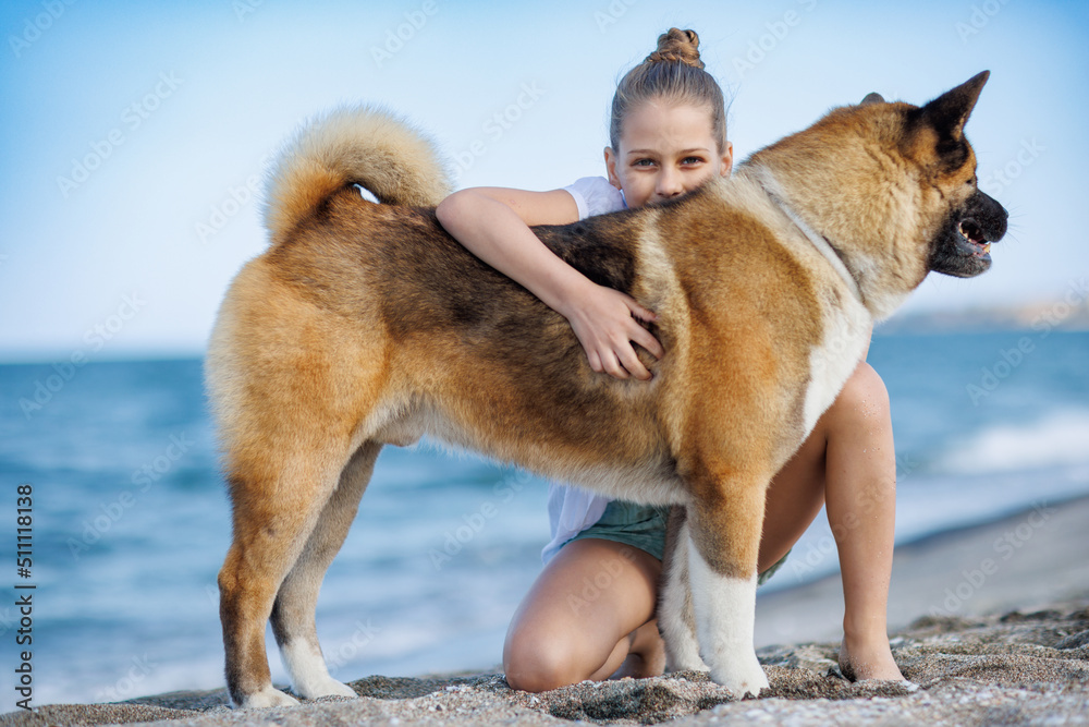Teenage girl in light clothes hugs and loves dog friend of Akita Inu breed on beach near Black Sea in warm sunny weather Teenage girl in light clothes hugs and loves dog friend of Akita Inu breed on beach near Black Sea in warm sunny weather