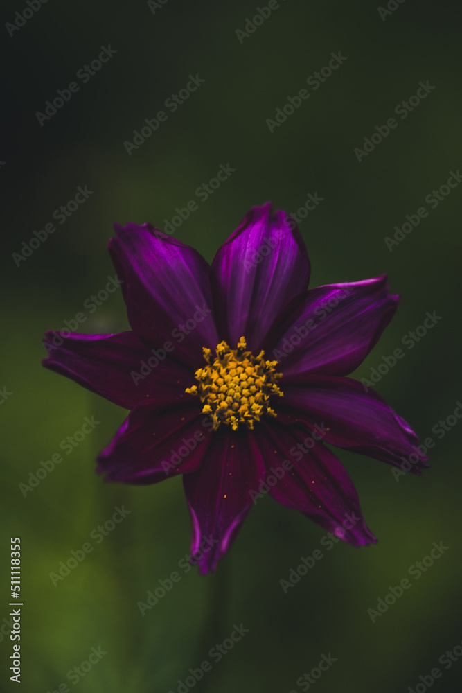 Fototapeta premium Macro image of purple flowers.