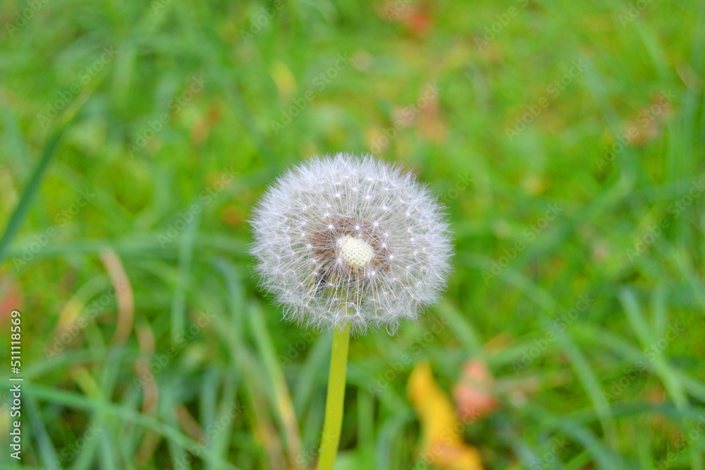 Bud dandelion. Dandelion white flowers in green grass