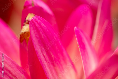 Close-up pink petals. Gerbera jamesonii flowers with white and pink petals. Macro.