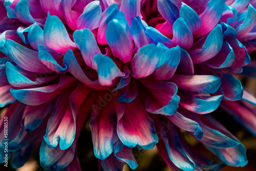 Close-up of a blooming Korean chrysanthemum bud with pink-blue petals. Macro. Small depth of field.