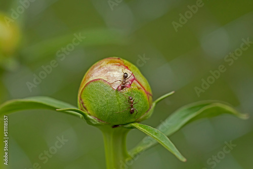 Fototapeta Naklejka Na Ścianę i Meble -  Two ants meeting on a peony flower bud. 