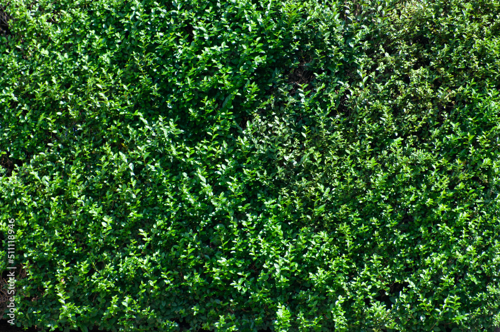 Hedge Hedge