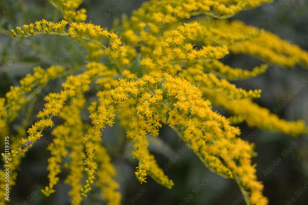 Simple pretty yellow flowers of Canadien goldenrod (Solidago canadensis) in sunny summer natural meadow in Ukraine
