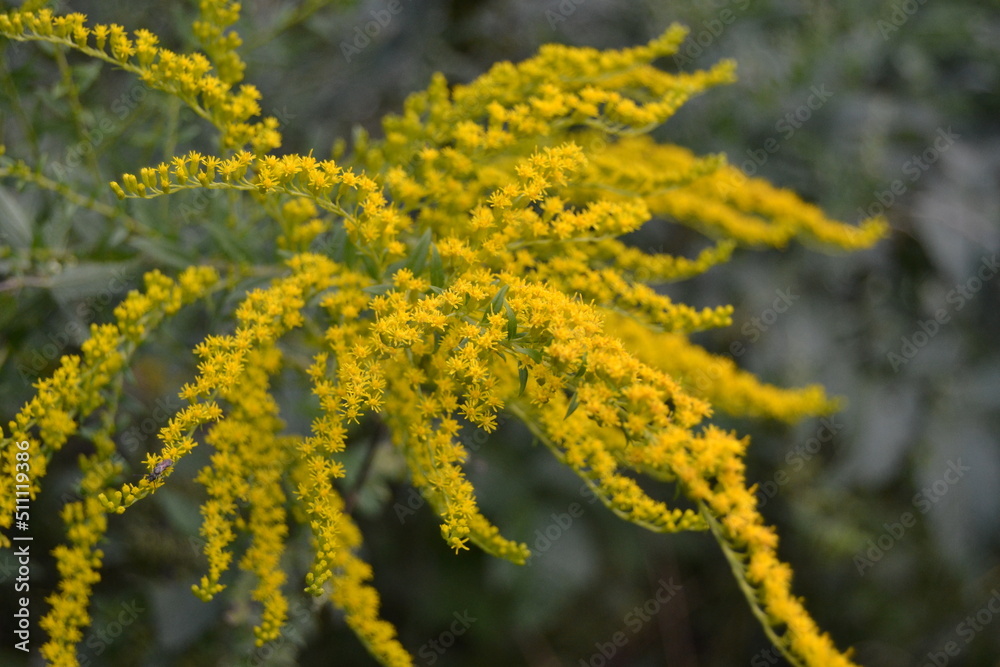 Simple pretty yellow flowers of Canadien goldenrod (Solidago canadensis) in sunny summer natural meadow in Ukraine Simple pretty yellow flowers of Canadien goldenrod (Solidago canadensis) in sunny summer natural meadow in Ukraine