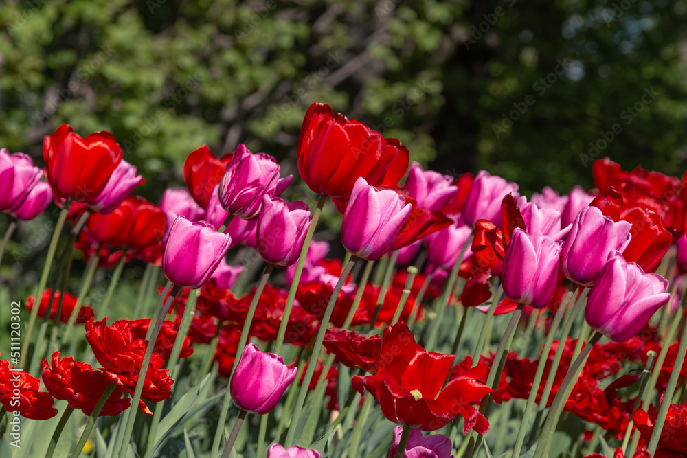 a field with tulips. bright red and orange tulips. an abundance of flowers. a sunny summer day. beautiful desktop wallpapers. background a field with tulips. bright red and orange tulips. an abundance of flowers. a sunny summer day. beautiful desktop wallpapers. background