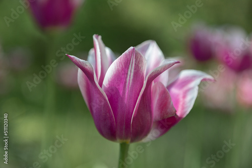 tulips. bright purple flowers. Tulips in the garden. Spring and summer. close-up. flowers on the desktop. beautiful bright floral wallpaper. © Diana