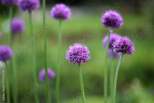 Allium or ornamental onion  perennial flowers  natural background