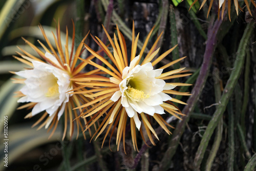 the flower of the rare cactus Queen of the Night, which blooms for only one night. Night princess, moon cactus, Selenicereus grandiflorus