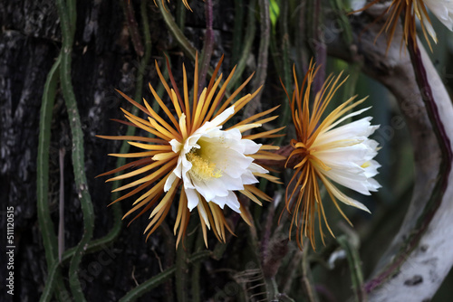the flower of the rare cactus Queen of the Night, which blooms for only one night. Night princess, moon cactus, Selenicereus grandiflorus
