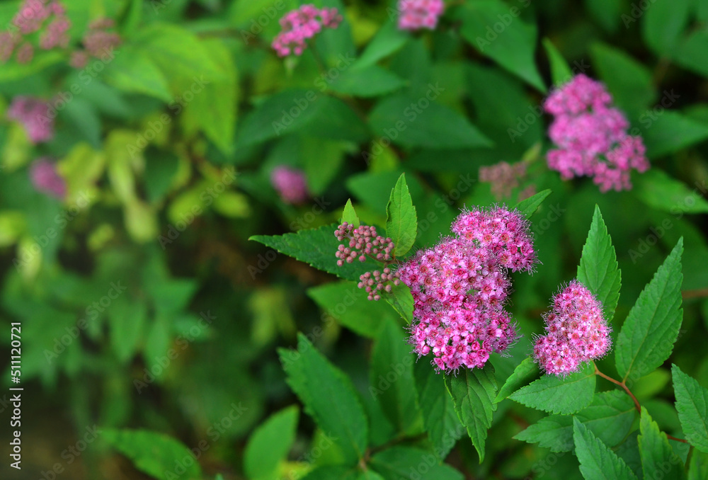 Crimson pink blooming Japanese Spirea. Spiraea betulifolia 'Pink