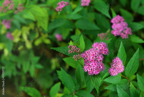 Crimson - pink blooming Japanese Spirea. Spiraea betulifolia 'Pink Sparkler'  (Spiraea japonica) bushes in blooming season. Gardening botanical plants and landscaping concept photo