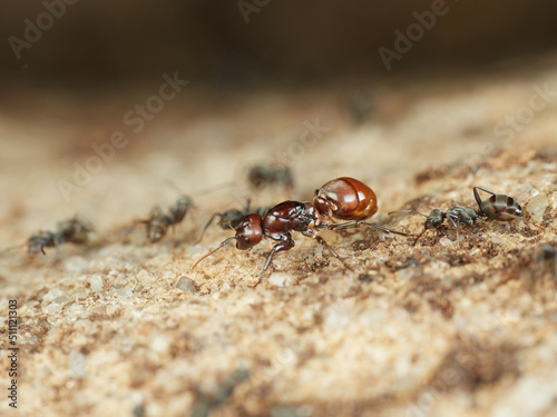European Amazon Ant. Polyergus rufescens. © Macronatura.es