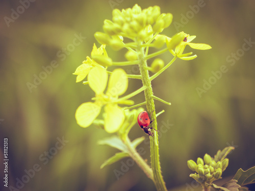 ladybug on a flower