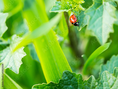 ladybug on green leaf