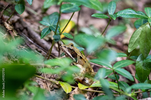 European grass frog (Rana temporaria) on forest floor close-up