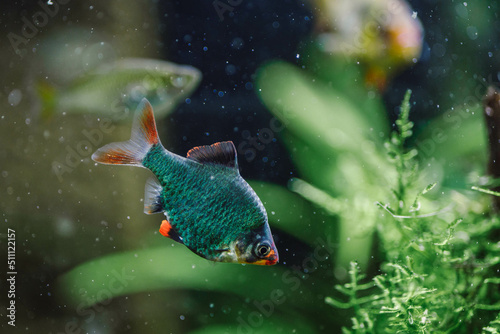 Aquarium fish, mutant barbus, freshwater aquarium, aquarium hobby, soft focus photo