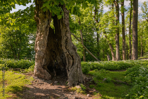 An old leaky tree of atypical shape in the forest