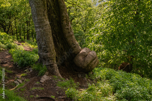 An old leaky tree of atypical shape in the forest
