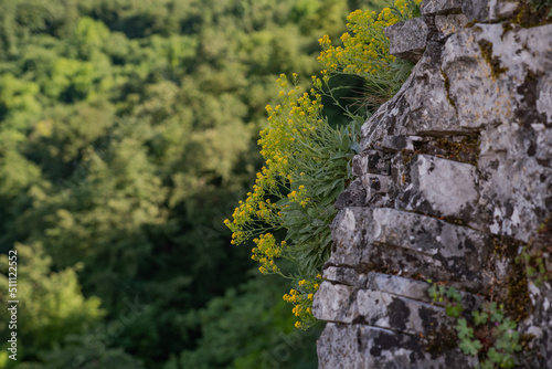 Yellow flowers growing in the rock