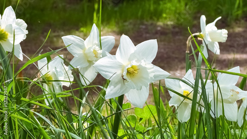 White daffodils grow near the lake. Card.