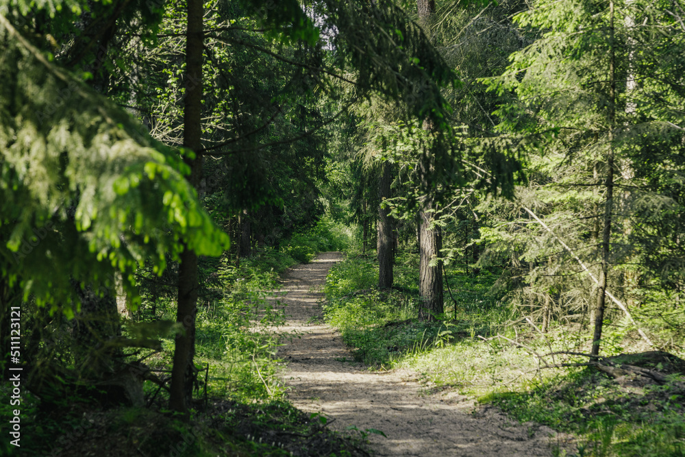Fototapeta premium path in the forest