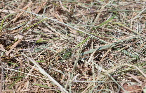 Paille et herbe au sol lors des moissons