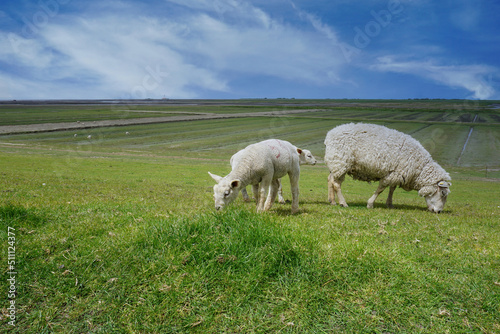 Schafe beim Grasen auf dem Deich an der Nordseeküste in Deutschland