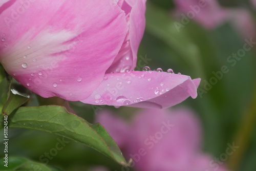 .Pink color peony petal with water drops close up