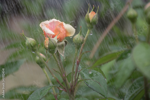 .Rose flower and buds with water drops under heavy rain