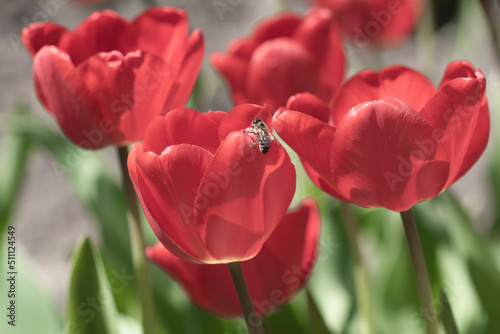 .A bee sits on a red tulip flower petal